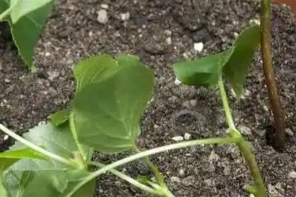 八仙花四季管理技巧，夏秋季盆土需常保湿润