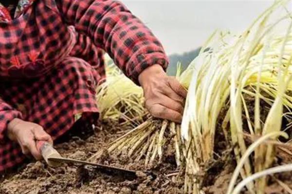 韭黄的种植方法，露头的时候需及时掀掉地膜