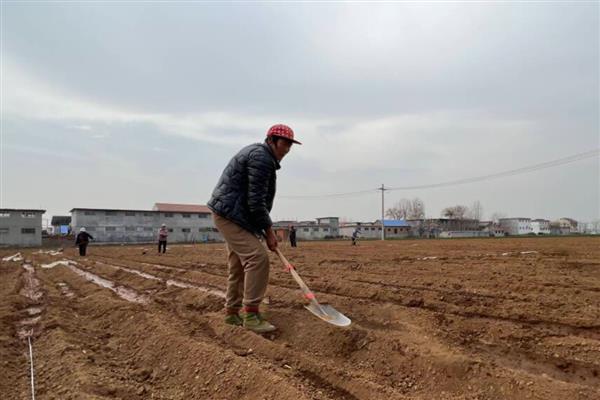 韭黄的种植方法，露头的时候需及时掀掉地膜