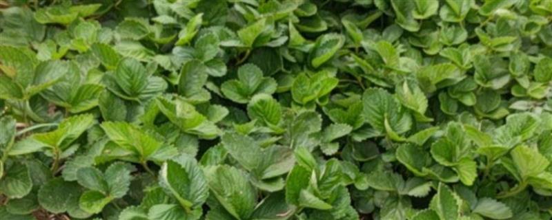 草莓苗是一年生植物吗，属于多年生草本植物