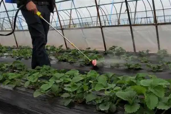 草莓苗是一年生植物吗，属于多年生草本植物
