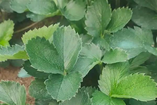 草莓苗是一年生植物吗，属于多年生草本植物