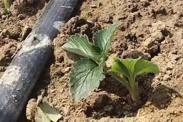 草莓苗是一年生植物吗，属于多年生草本植物