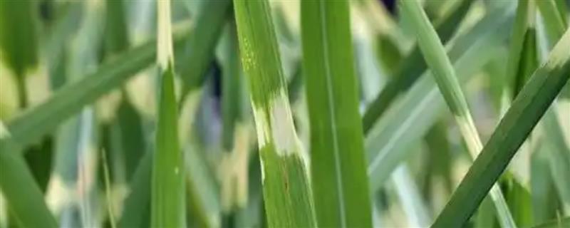 水稻白叶枯病怎么用药防治，三叶期和移栽前喷施三氯异氰脲酸能起到预防效果