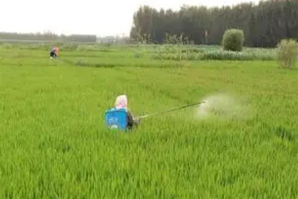 水稻白叶枯病怎么用药防治，三叶期和移栽前喷施三氯异氰脲酸能起到预防效果