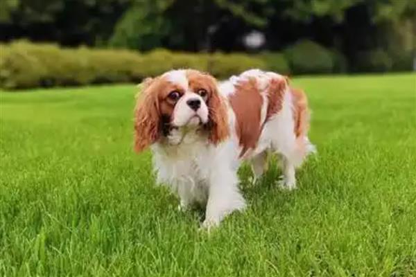 骑士查理王小猎犬的饲养方法，空闲时要带它外出跑步锻炼