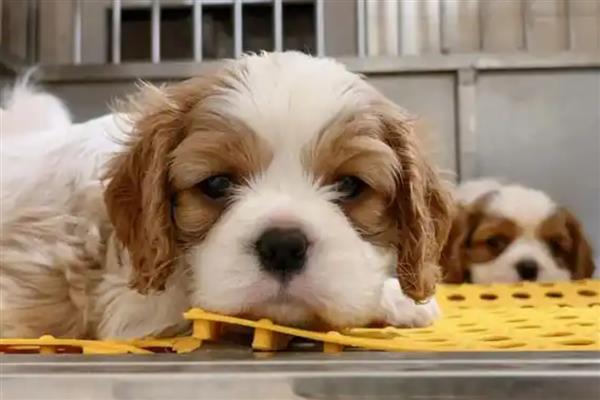 骑士查理王小猎犬的饲养方法，空闲时要带它外出跑步锻炼