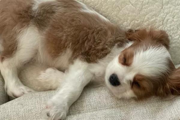 骑士查理王小猎犬的饲养方法，空闲时要带它外出跑步锻炼