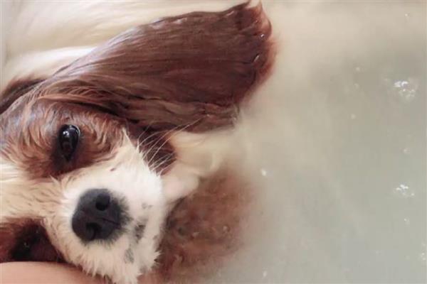 骑士查理王小猎犬的饲养方法，空闲时要带它外出跑步锻炼