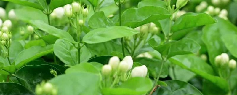 茉莉花开花期间的养护方法，提供充足的光照可促进花朵盛开
