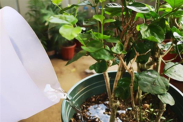 茉莉花开花期间的养护方法，提供充足的光照可促进花朵盛开