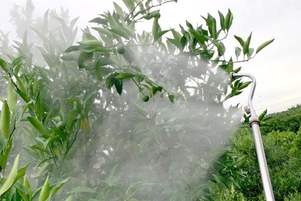 盆栽橘子树掉叶子的原因，可能是光照不足或浇水不当所致