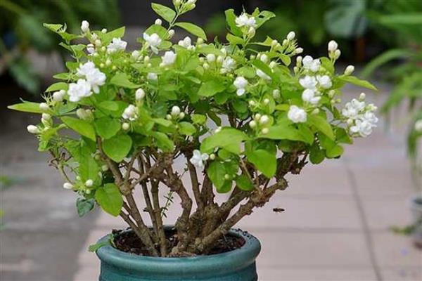茉莉花开花期间的养护方法，提供充足的光照可促进花朵盛开