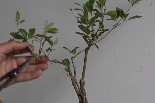 六月雪的修剪方法，剪除徒长枝、病虫枝等不良枝条