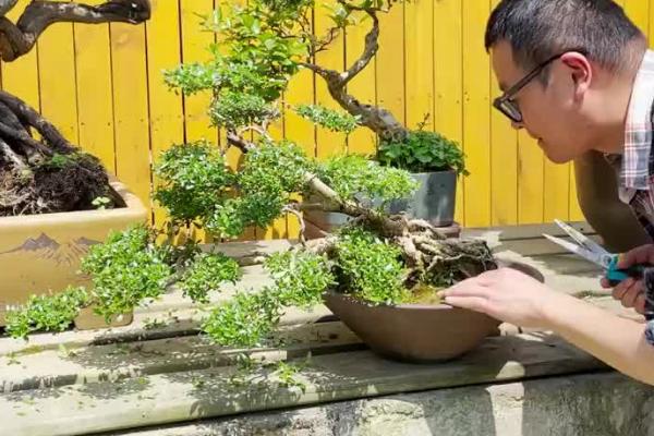 六月雪的修剪方法，剪除徒长枝、病虫枝等不良枝条