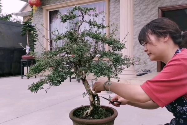 六月雪的修剪方法，剪除徒长枝、病虫枝等不良枝条