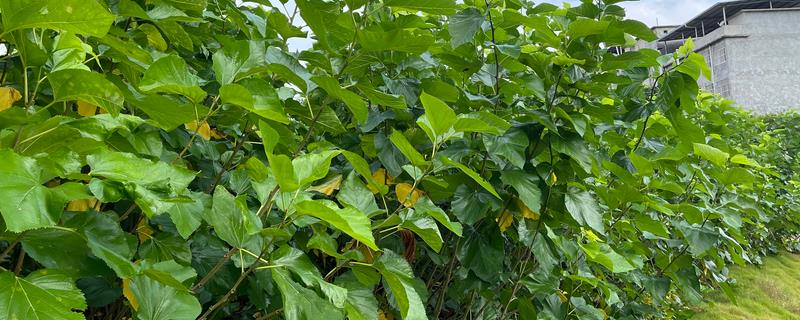 桑树的种植方法，种植沟要求宽35厘米左右