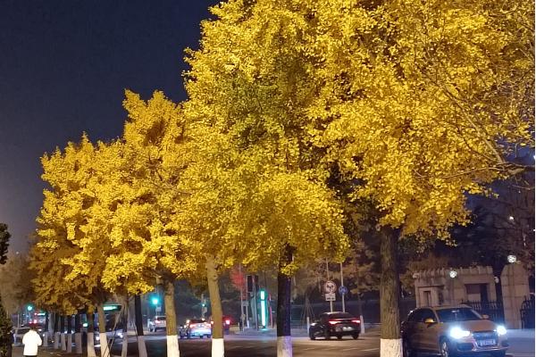 赏银杏的最佳时间及地点，11月中旬到12月初的腾冲观赏为佳