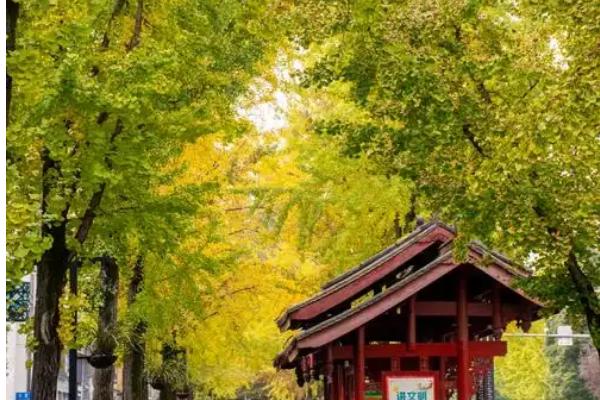 赏银杏的最佳时间及地点，11月中旬到12月初的腾冲观赏为佳