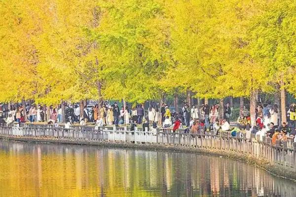 赏银杏的最佳时间及地点，11月中旬到12月初的腾冲观赏为佳