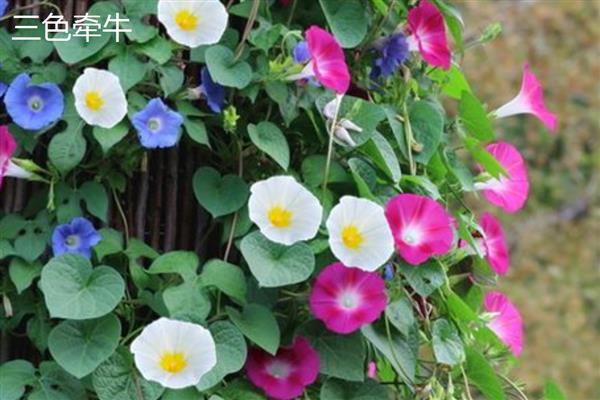 牵牛花是不是喇叭花，属于同一种植物只是叫法有区别