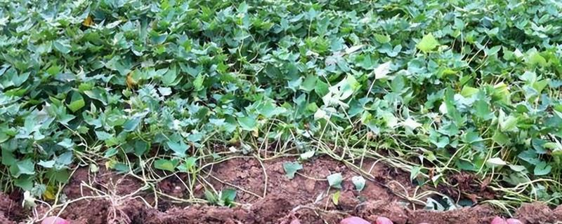 红薯几月种植几月收获，4-5月份种植， 8-9月份收获