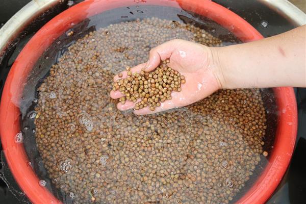 微生物菌剂怎么使用，作基肥可在耕地时撒施