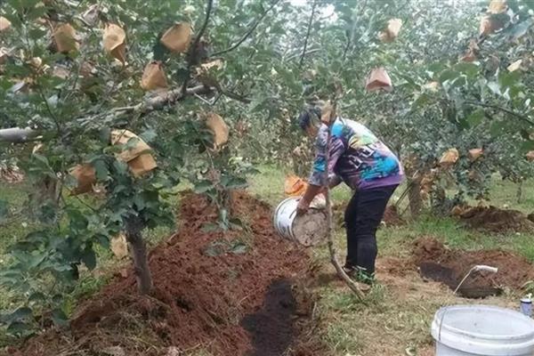 微生物菌剂怎么使用，作基肥可在耕地时撒施
