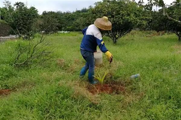 微生物菌剂怎么使用，作基肥可在耕地时撒施