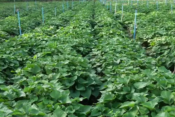 红薯几月种植几月收获，4-5月份种植， 8-9月份收获