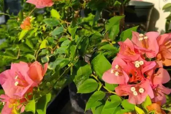 三角梅的养殖方式，花期要增施2-3次磷肥