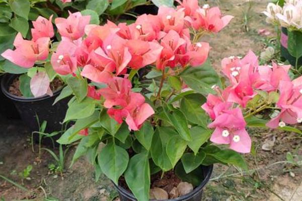 三角梅的养殖方式，花期要增施2-3次磷肥
