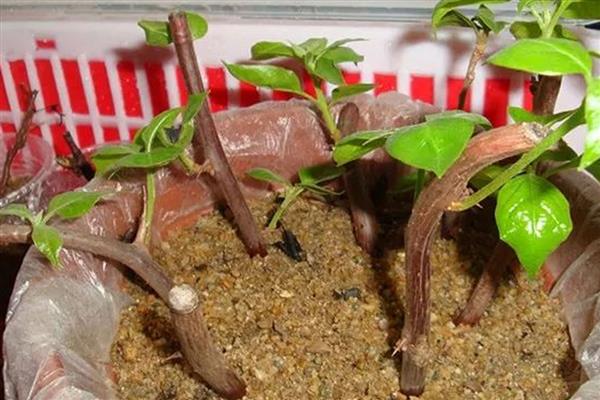 三角梅的养殖方式，花期要增施2-3次磷肥