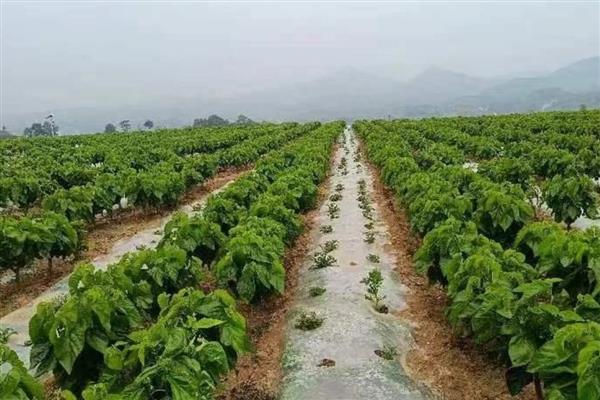 桑树的种植方法，种植沟要求宽35厘米左右