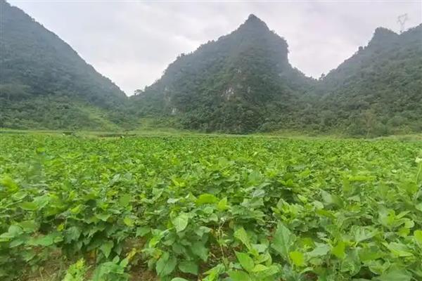 桑树的种植方法，种植沟要求宽35厘米左右