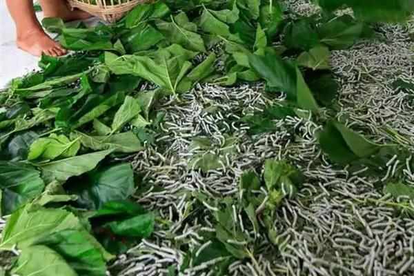 桑树的种植方法，种植沟要求宽35厘米左右