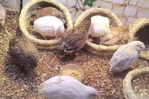 芦丁鸡的养殖前景，其饲养范围广且成本低