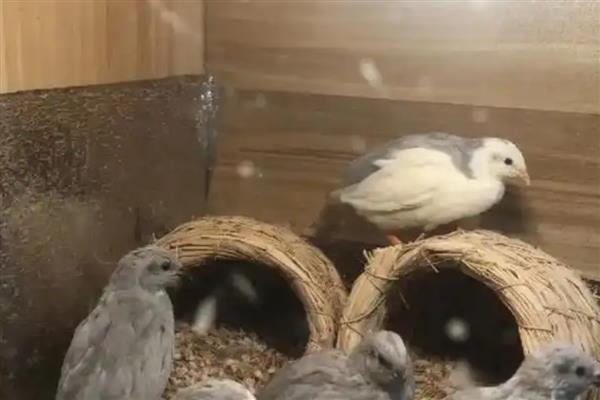 芦丁鸡的养殖前景，其饲养范围广且成本低