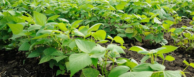 圣豆5号的简介，夏播平均生育期为107天