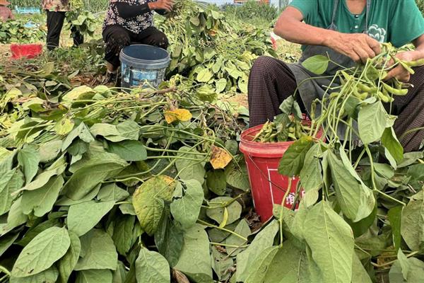 圣豆5号的简介，夏播平均生育期为107天
