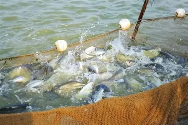 鳊鱼的养殖方法，定期抽出老水注入新水使其保持清澈