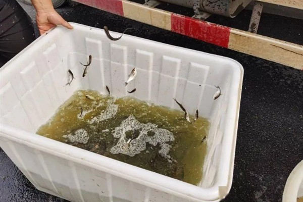 鳊鱼的养殖方法，定期抽出老水注入新水使其保持清澈
