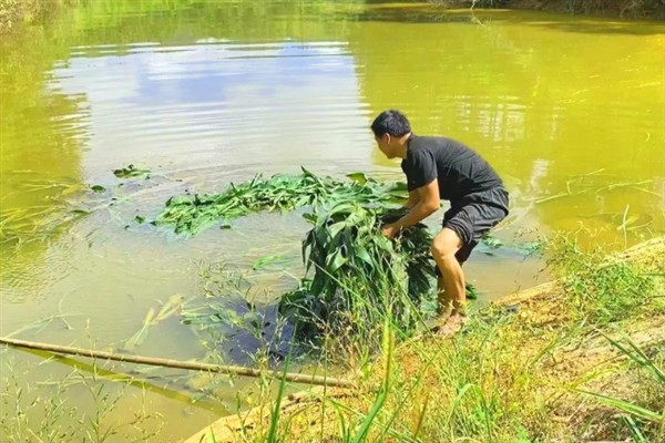 鳊鱼的养殖方法，定期抽出老水注入新水使其保持清澈