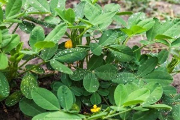毛豆的种植技术，每隔20天左右追施一次肥