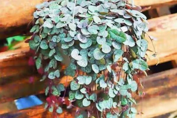 爱之蔓换盆后要不要浇水，换盆后要浇水