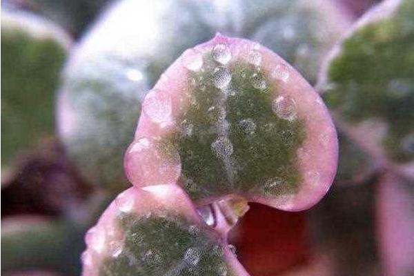 爱之蔓换盆后要不要浇水，换盆后要浇水