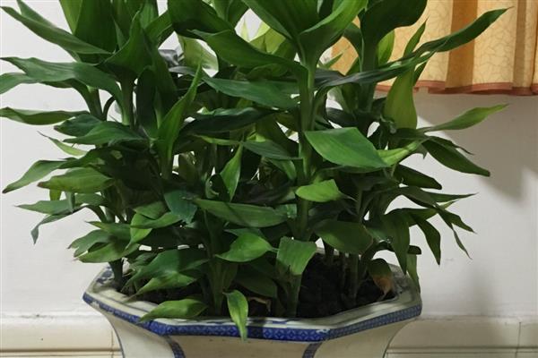 客厅适合放什么植物，摆放富贵竹、虎皮兰等品种具有良好的风水寓意