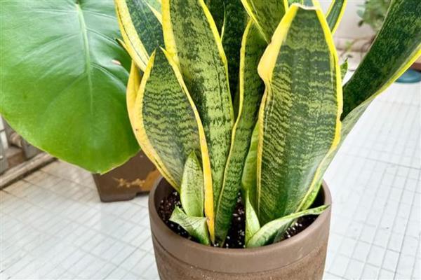 客厅适合放什么植物，摆放富贵竹、虎皮兰等品种具有良好的风水寓意