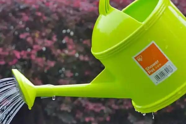 爱之蔓换盆后要不要浇水，换盆后要浇水