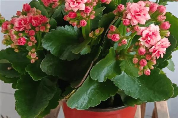 客厅适合放什么植物，摆放富贵竹、虎皮兰等品种具有良好的风水寓意